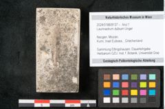 Foto (Objekt + Etikett) von Laurinastrum dubium Unger (NHMW-GEO-2024-0188-8137)